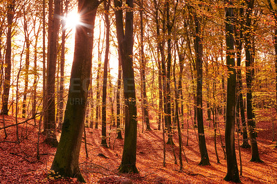 Buy stock photo Forest, trees and autumn sunset with leaves, light and outdoor with growth, shadow and countryside on field. Woods, plants and fall on horizon, landscape and environment in nature at park in Canada