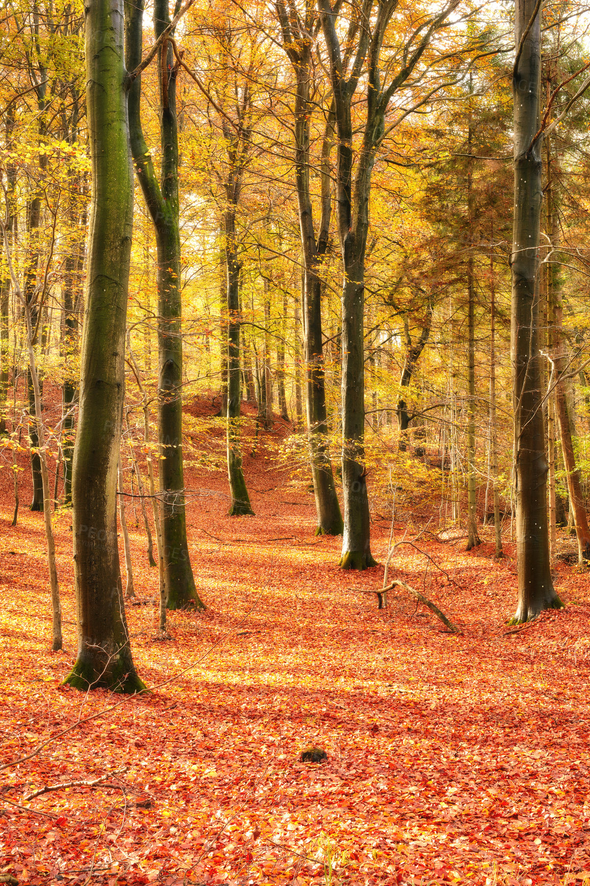 Buy stock photo Woods, trees and field in autumn with leaves, sunshine or growth with season, countryside and ground. Forest floor, plants and fall with horizon, landscape and environment in nature at park in Canada