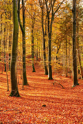 Buy stock photo Autumn - natural background