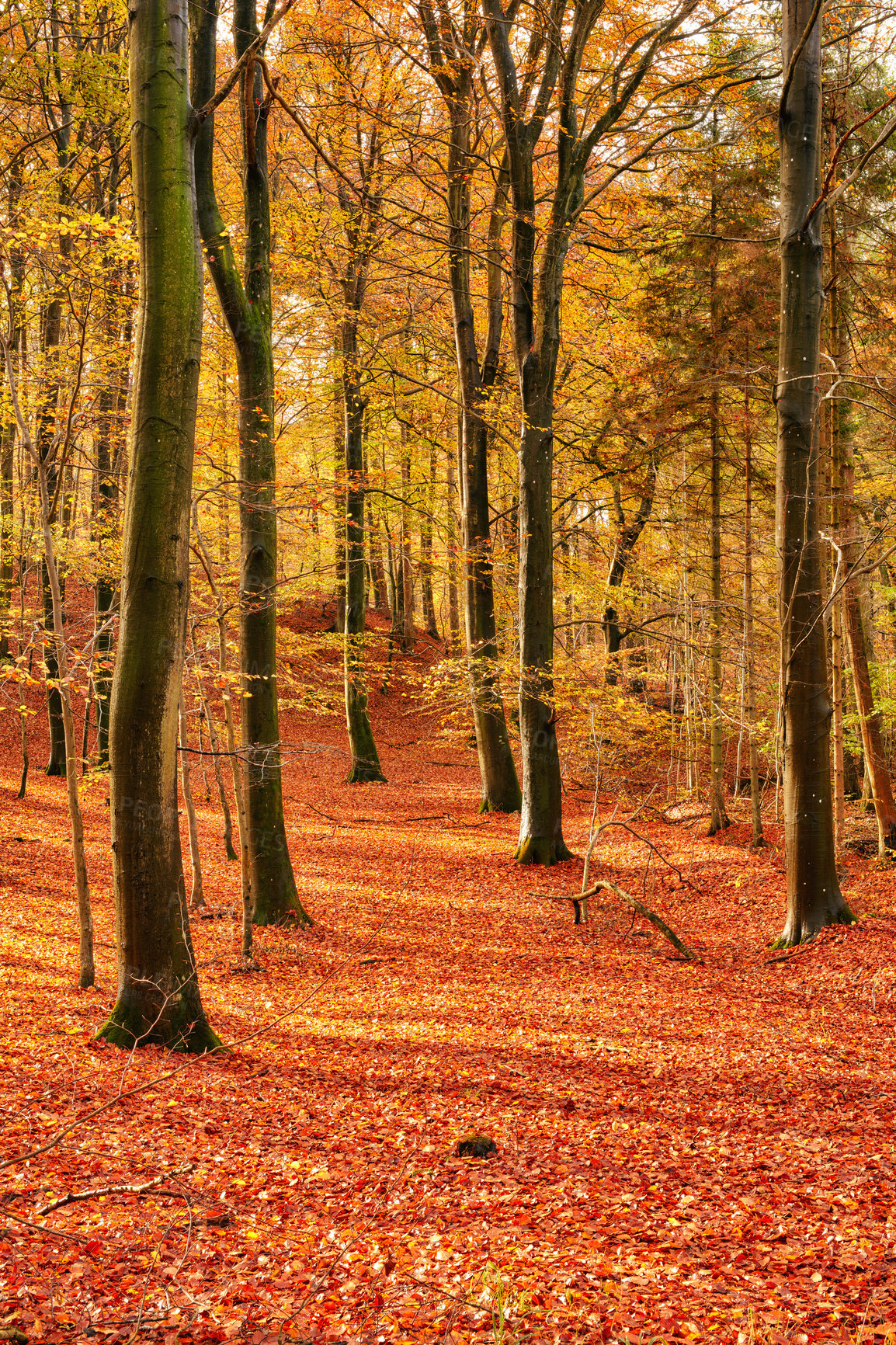 Buy stock photo Autumn - natural background