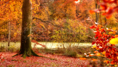 Buy stock photo It is autumn