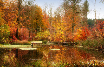 Buy stock photo Forest, trees and lake in autumn with sunshine, red leaves growth with season, countryside and ground. Woods, plants and fall with water, reflection and environment in nature at park in Canada