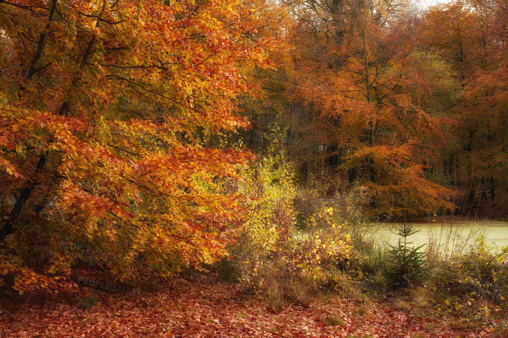 Buy stock photo Forest, trees and lake in autumn, meadow and red leaves with season, countryside and outdoor in sunshine. Woods, plants and fall with water, landscape and environment in nature at park in Canada