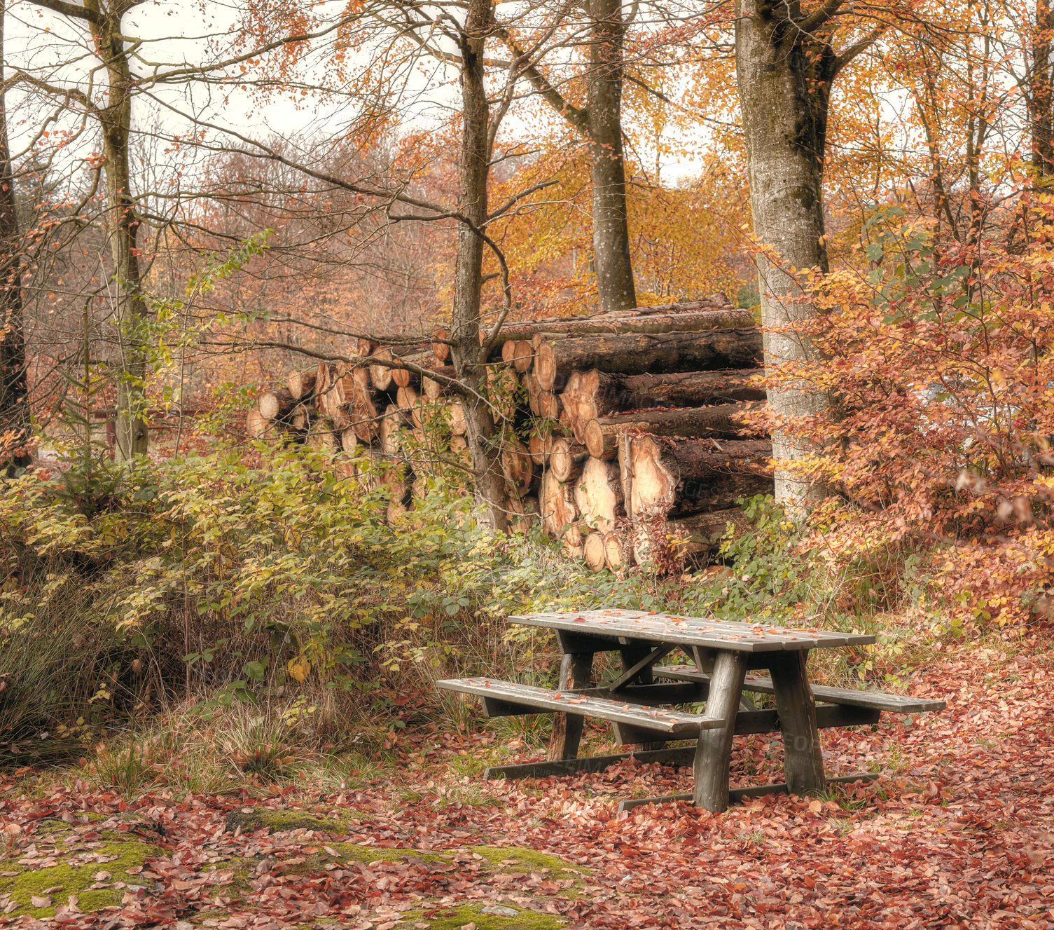 Buy stock photo River and bridge in autumn forest