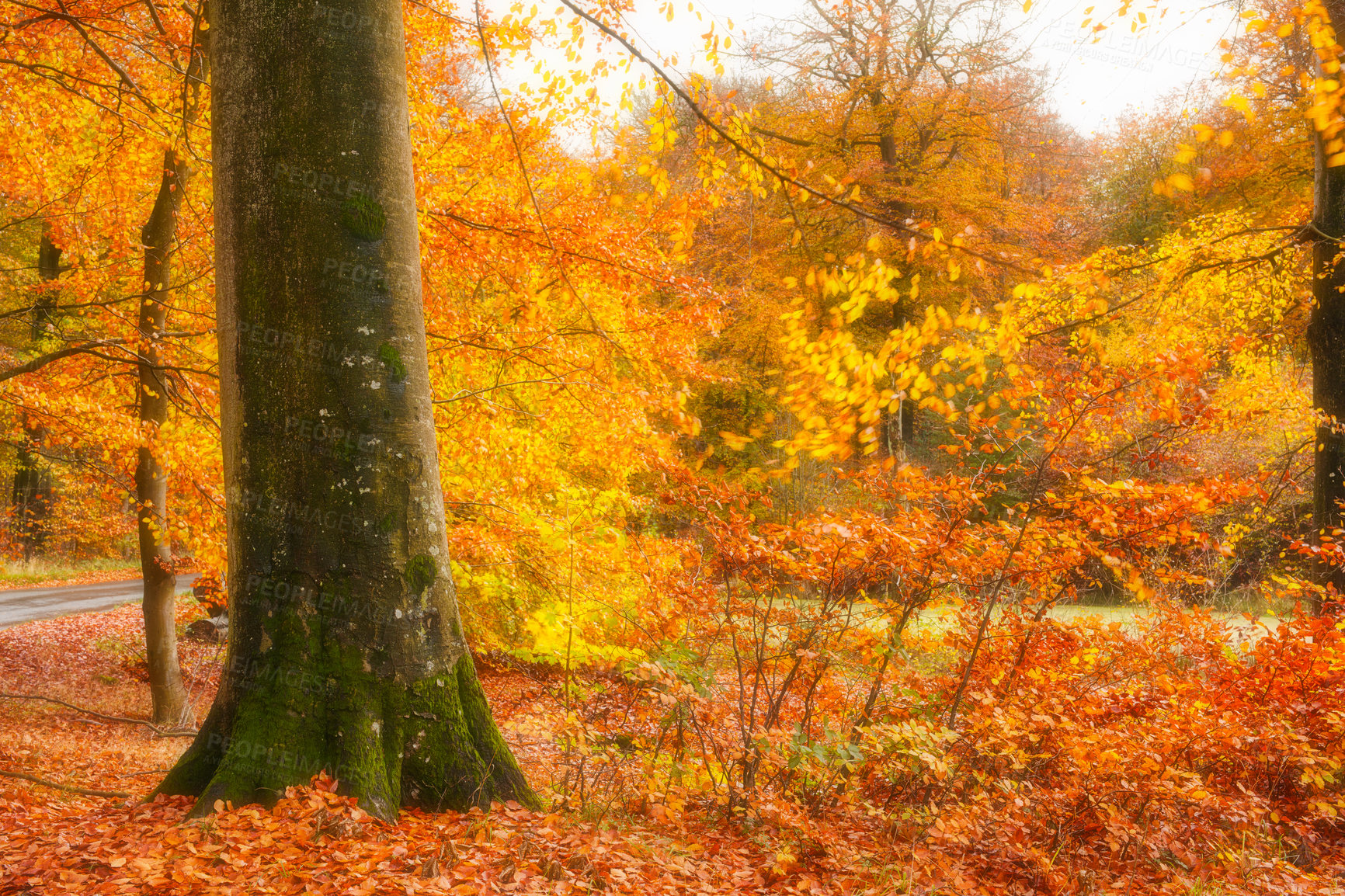 Buy stock photo Woods, trees and trunk in autumn with sunshine, season and red leaves with countryside location. Forest, plants and fall with sustainability, landscape and environment in nature at park in Canada