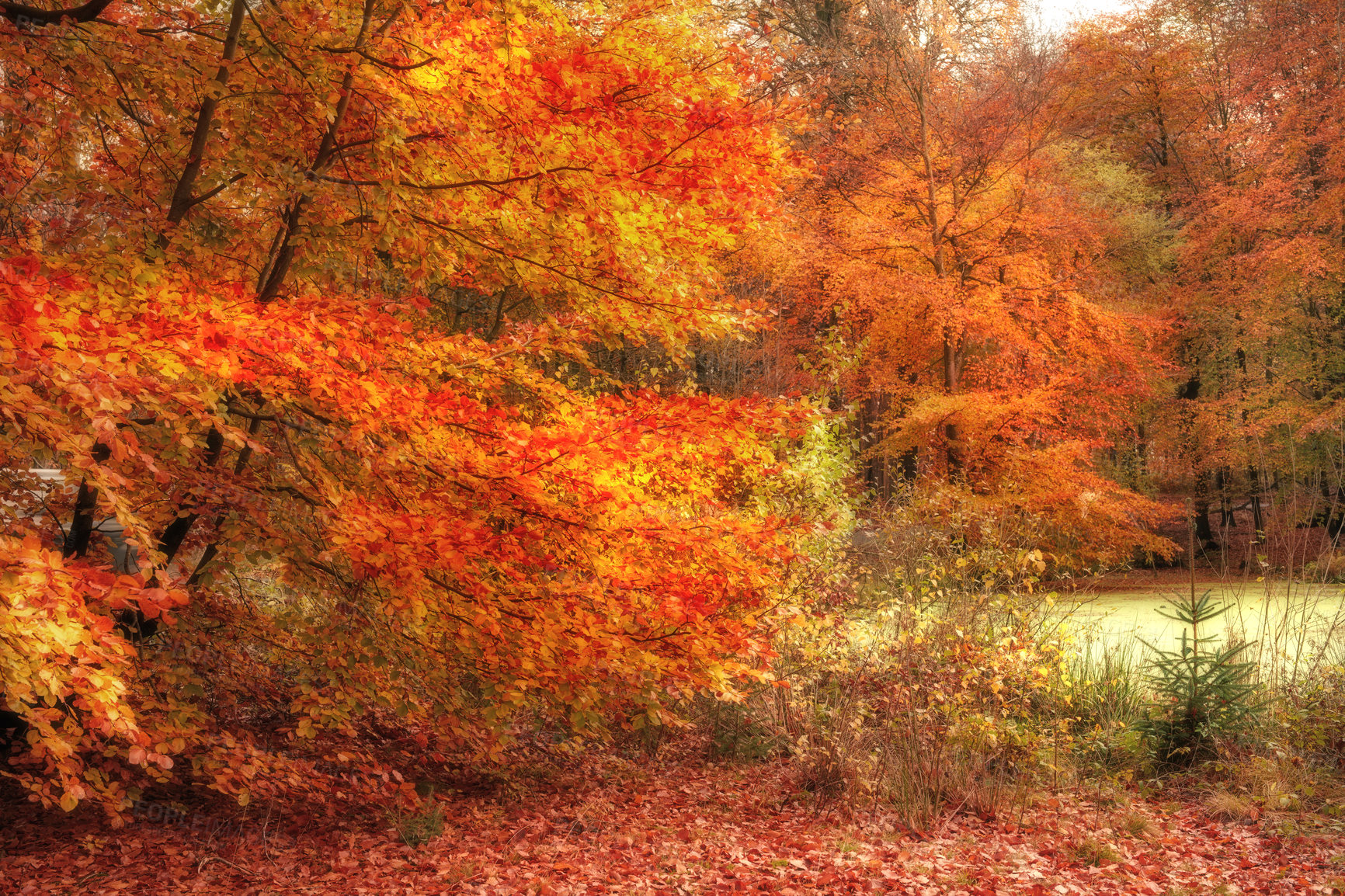 Buy stock photo Woods, trees and lake in autumn, nature and red leaves with season, countryside and outdoor in sunshine. Forest, plants and fall with water, landscape and environment by meadow at park in Canada