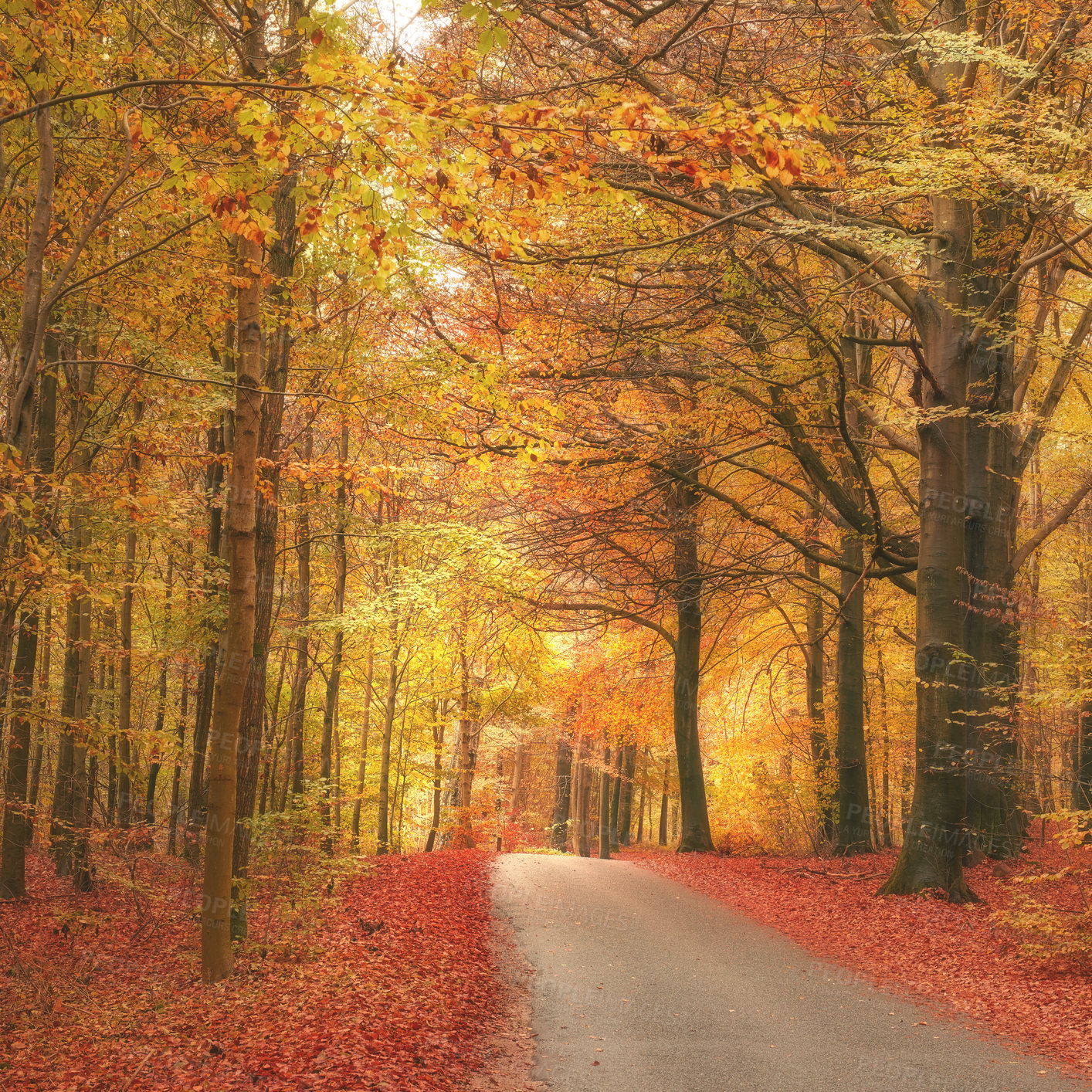 Buy stock photo Autumn - natural background