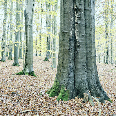 Buy stock photo Trees, forest and field with trunk in autumn, outdoor and leaf litter on ground in countryside in morning. Woods, plants and growth on horizon, landscape and environment in nature at park in Denmark