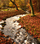 Autumn trees and small river