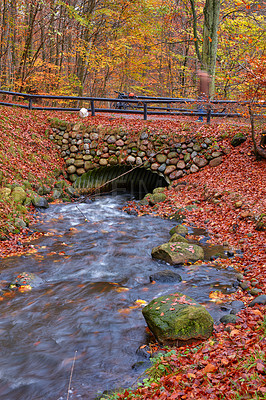 Buy stock photo River, bridge and trees in forest outdoor with nature landscape, travel path and sustainable environment. Red leaves, water stream and Autumn growth, countryside vacation and ecology plants for peace