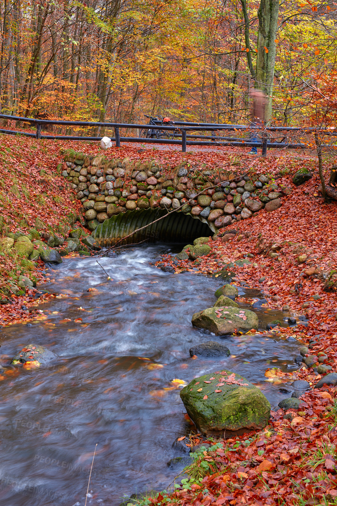 Buy stock photo River, bridge and trees in forest outdoor with nature landscape, travel path and sustainable environment. Red leaves, water stream and Autumn growth, countryside vacation and ecology plants for peace