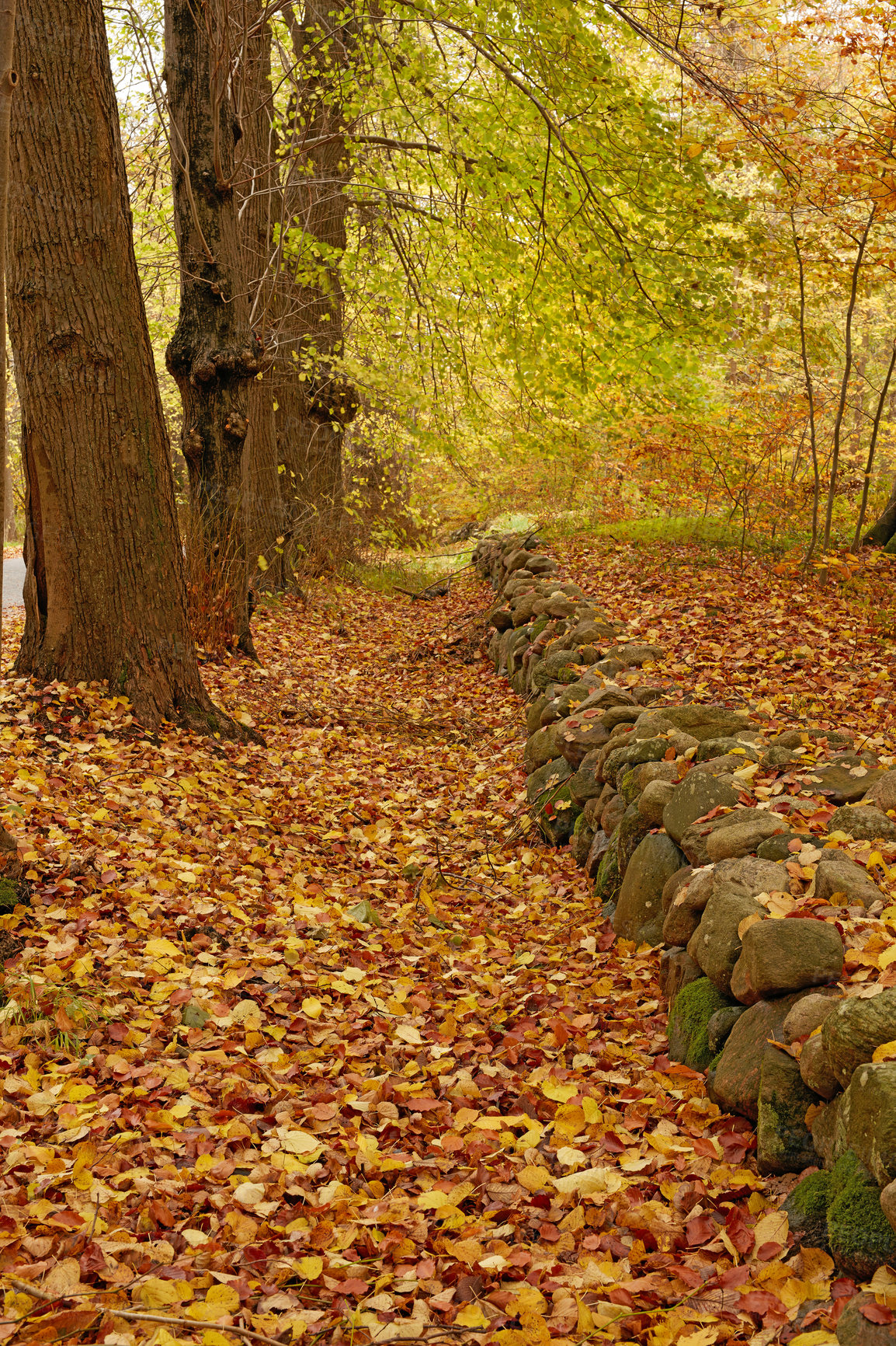 Buy stock photo Autumn - natural background