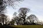 Autumn trees