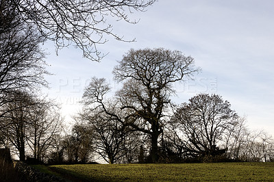 Buy stock photo Trees, grass and nature with meadow outdoor for green lands, sustainable environment and Autumn wildlife. Woods, blue sky and field growth with landscape view, calm morning and countryside travel