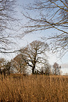 Autumn trees