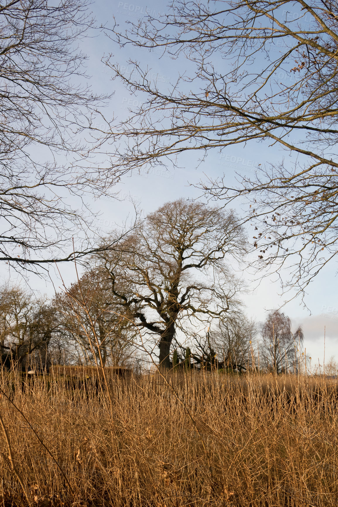 Buy stock photo Grass, trees and nature with field outdoor for green lands, sustainable environment and Autumn wildlife. Plants, blue sky and land over growth with landscape view, calm morning and countryside travel