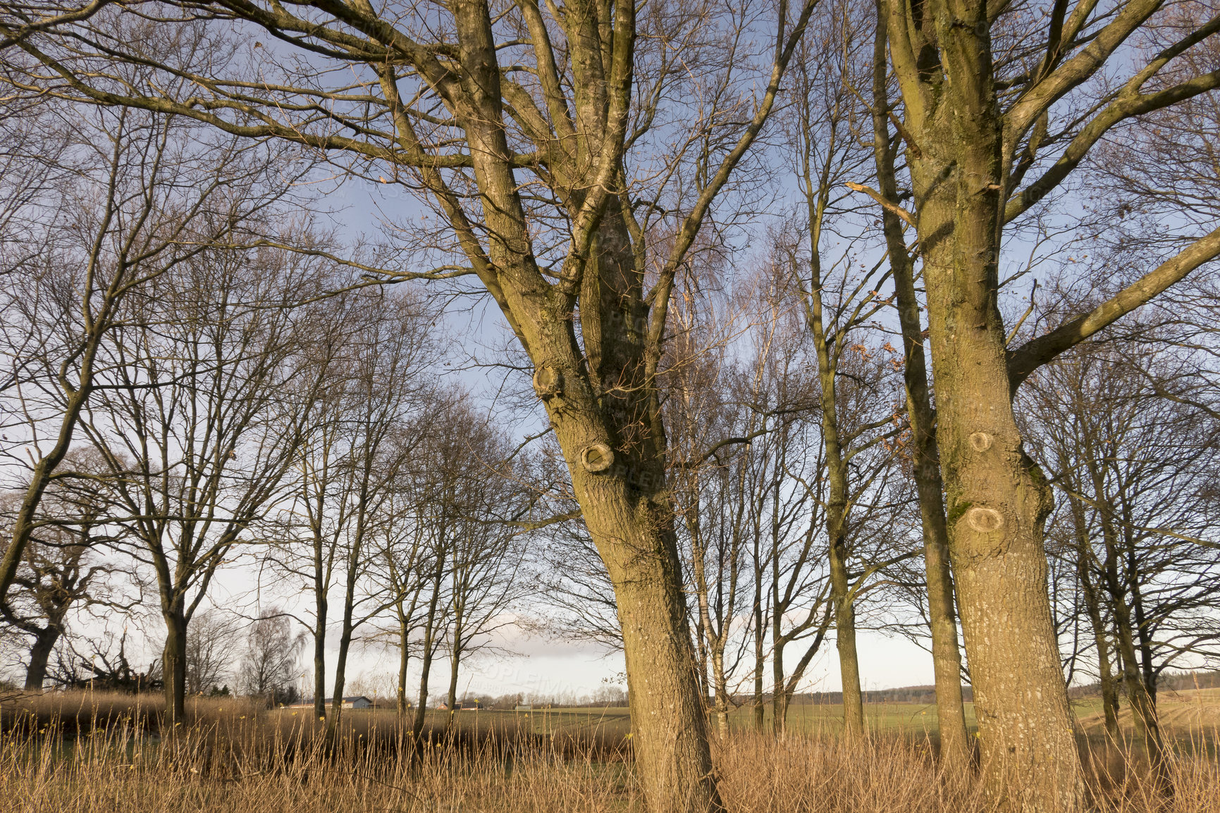 Buy stock photo Trees, grass and nature with field outdoor for green lands, sustainable environment and Autumn wildlife. Woods, blue sky and land overgrowth with landscape view, calm morning and countryside travel