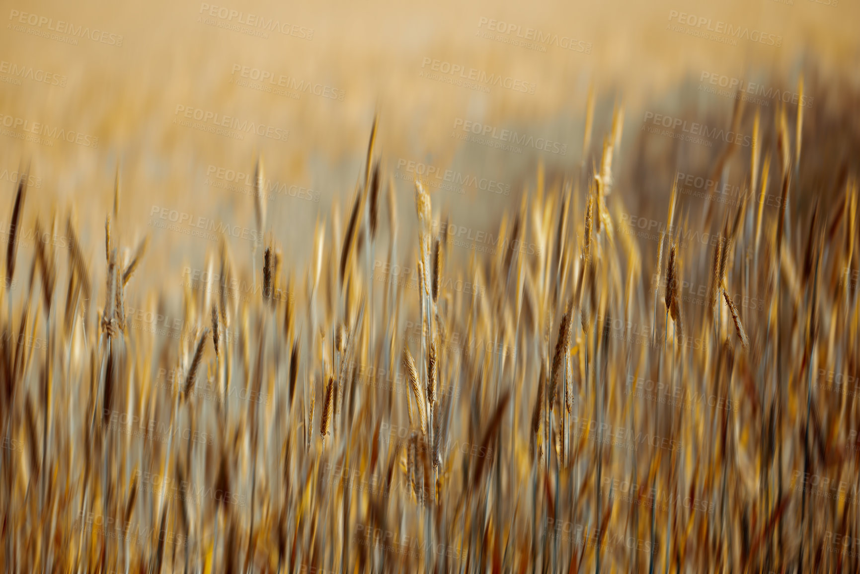 Buy stock photo A photo of a vibrant country field in harvest