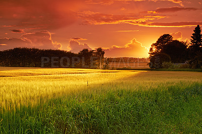 Buy stock photo A photo of a vibrant country field in harvest