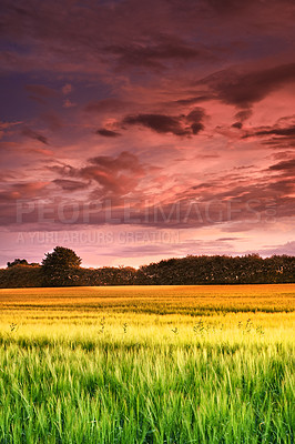 Buy stock photo A photo of a vibrant country field in harvest