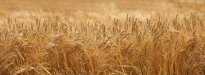 Buy stock photo A photo of a vibrant country field in harvest