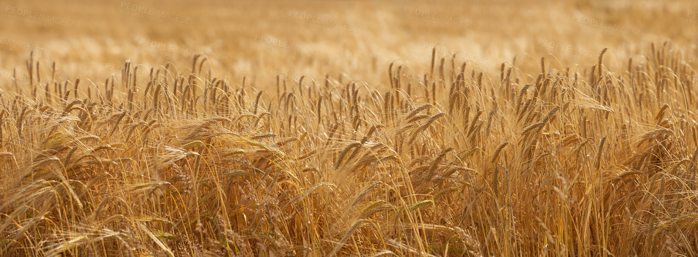 Buy stock photo A photo of a vibrant country field in harvest