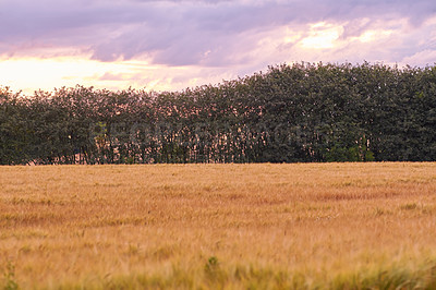 Buy stock photo A photo of a vibrant country field in harvest