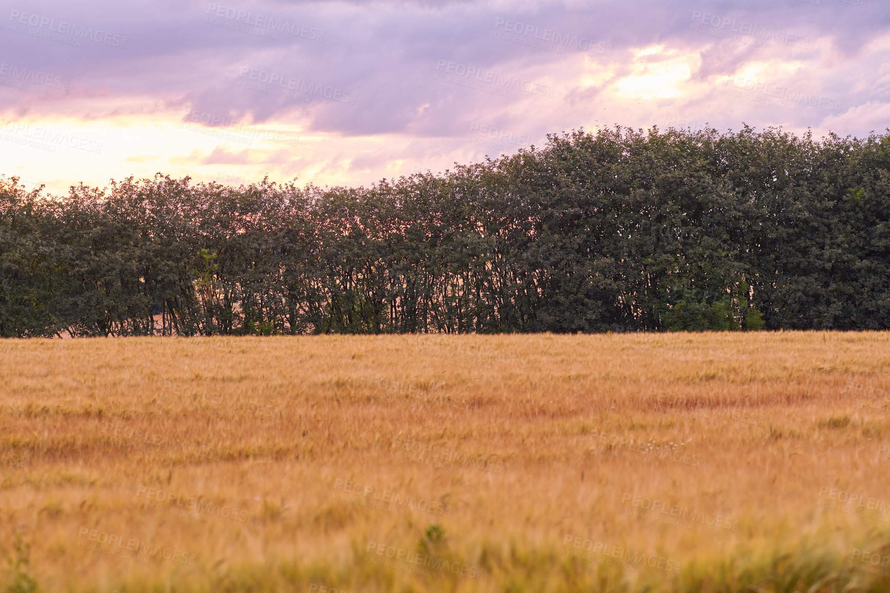 Buy stock photo A photo of a vibrant country field in harvest