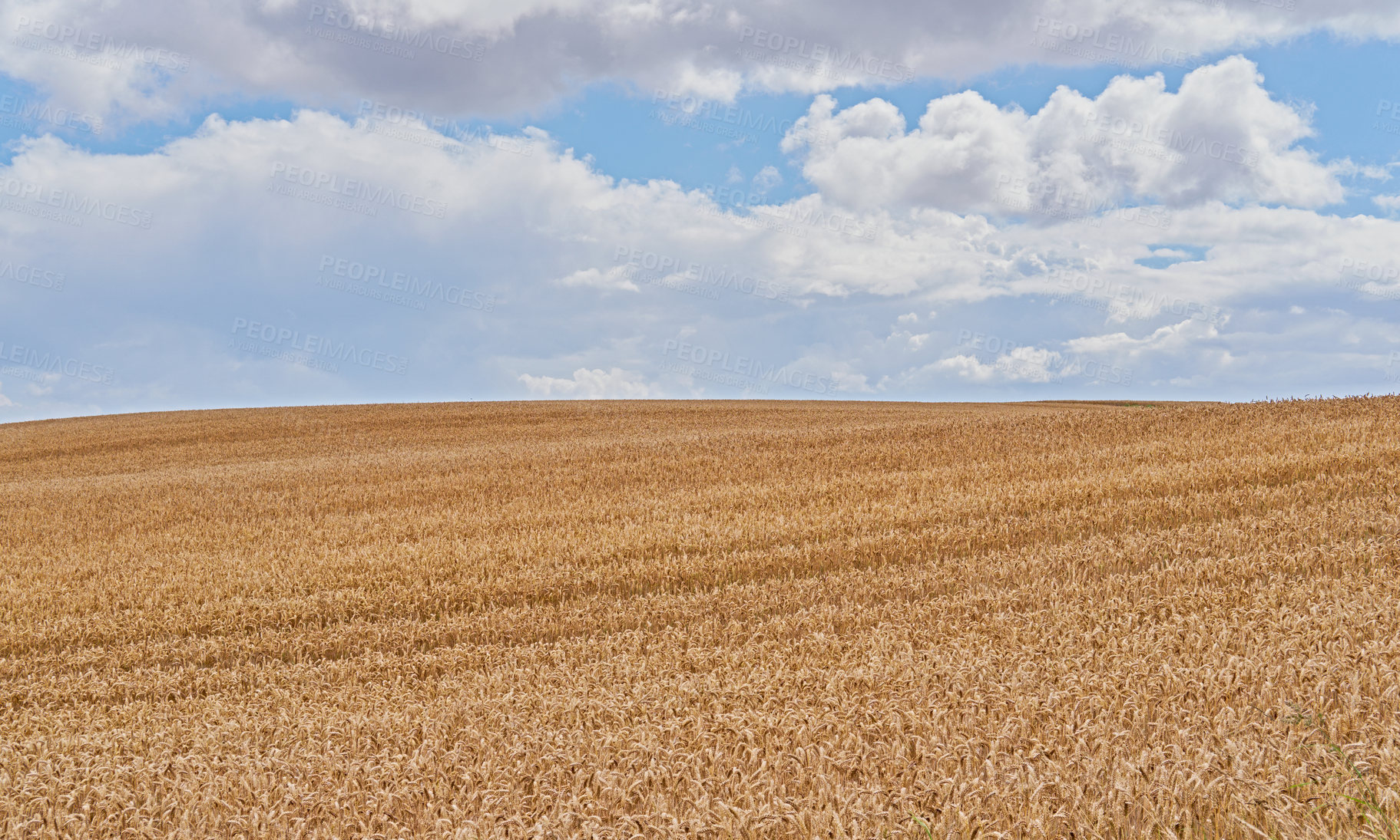 Buy stock photo A photo of a vibrant country field in harvest