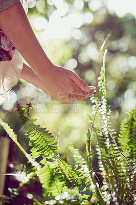 Buy stock photo Hands, outdoor and woman with plants, cleaning and washing with water splash, sunshine and environment. Person, forest or girl with lens flare, hydration or prevent germs with wellness or remove dirt
