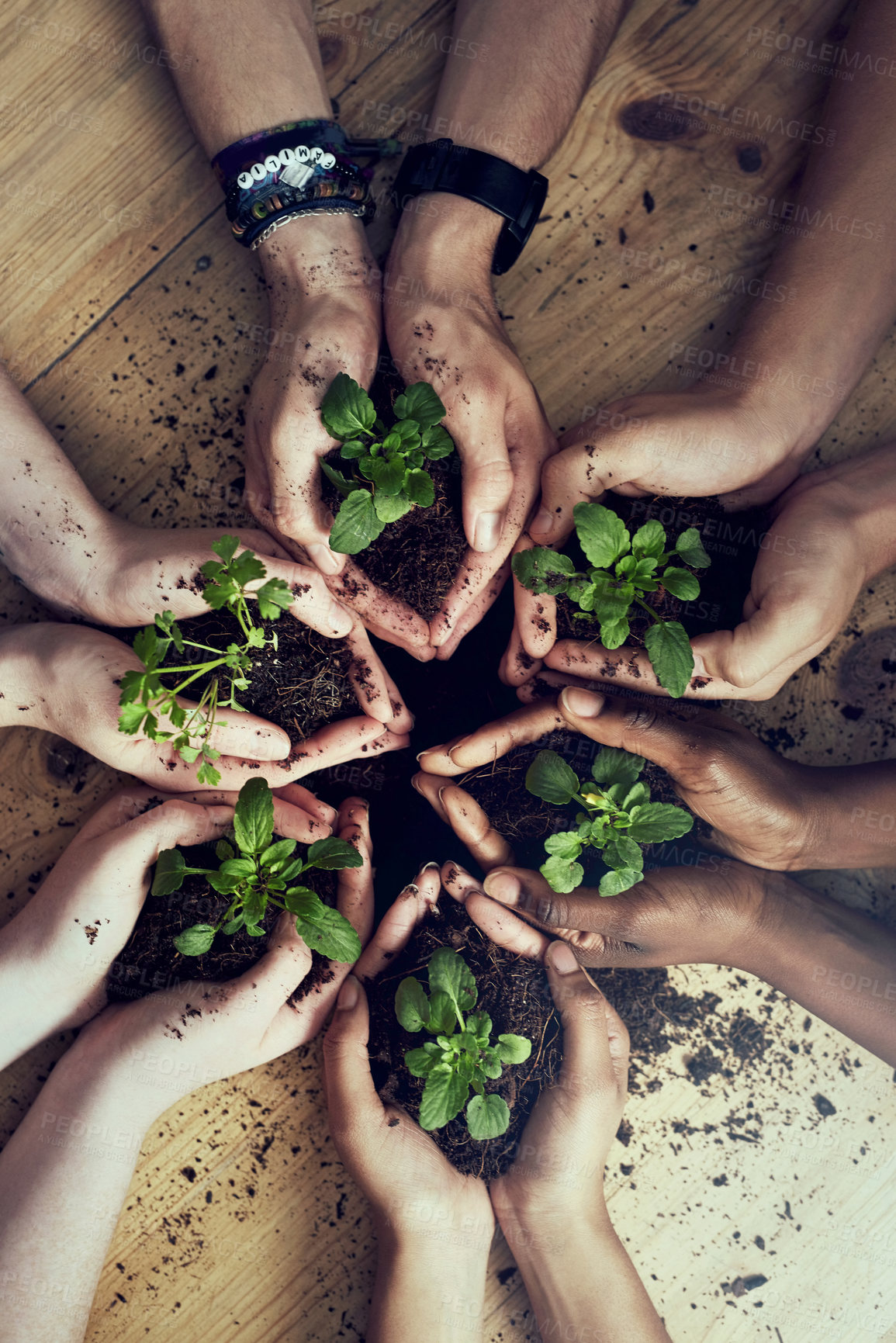 Buy stock photo Soil, hands or plant top view for agriculture, sustainability and earth day support and teamwork. Sand, growth or people with leaf for environment, protection and community for ngo volunteer team
