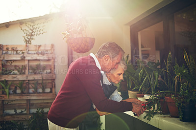 Buy stock photo Shot of a loving senior couple garedening outside