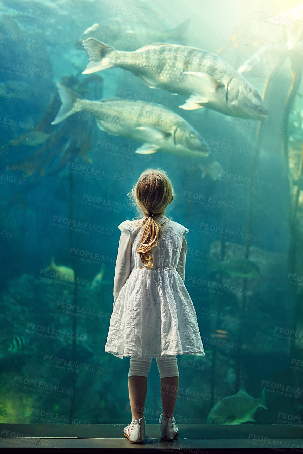Buy stock photo Shot of a little girl looking at an exhibit in an aquarium