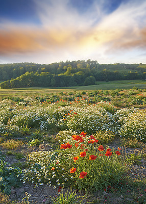 Buy stock photo A gradient sunset in a Relaxing outdoor landscape. An evening at a destination during dusk. Colorful cloudy sky at sunset with various varieties of plants and poppy flowers on the ground. 