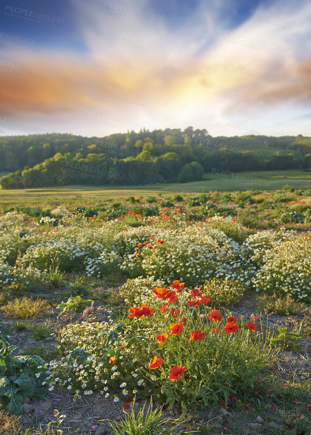 Buy stock photo A gradient sunset in a Relaxing outdoor landscape. An evening at a destination during dusk. Colorful cloudy sky at sunset with various varieties of plants and poppy flowers on the ground. 