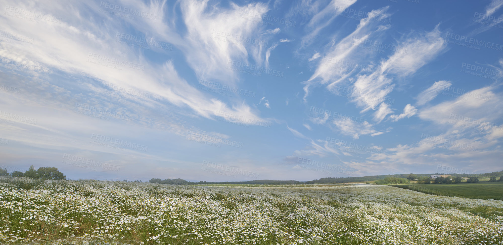 Buy stock photo Beautiful scenic landscape view of lush green grassy meadow with white fluffy clouds in blue sky. Cloudscape of farm with greenery. Scenery of a calm empty field in nature. Grassland with flowers