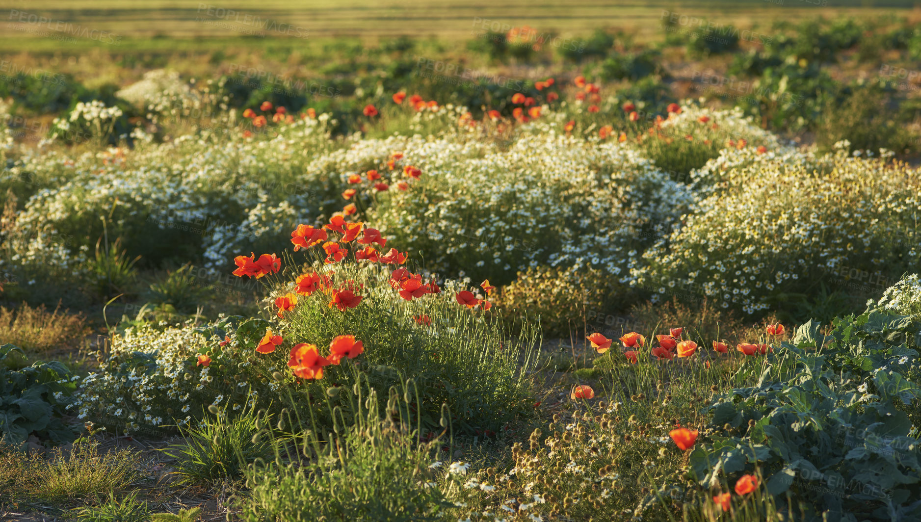 Buy stock photo Landscape of orange lily flowers in lush green meadow in summer. Plants growing in a botanical garden in spring. Beautiful flowering plants budding in its natural environment outside. Flora on a farm