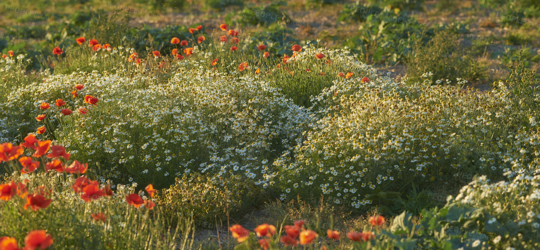 Buy stock photo Landscape of orange lily flowers and shrubs in a meadow. Plants growing in a nature reserve in spring. Beautiful flowering plants budding in its natural environment. Flora blooming on a remote farm