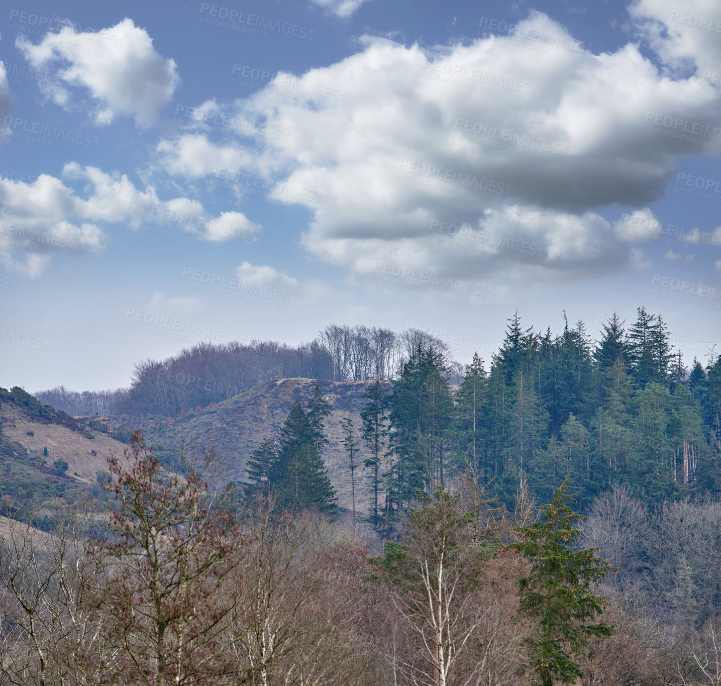 Buy stock photo Scenic landscape view of dense deciduous forest trees in Denmark. Remote, wild countryside with mountains, hills, cloudy blue sky with copyspace. Escaping into mother nature, serene, tranquil scenery