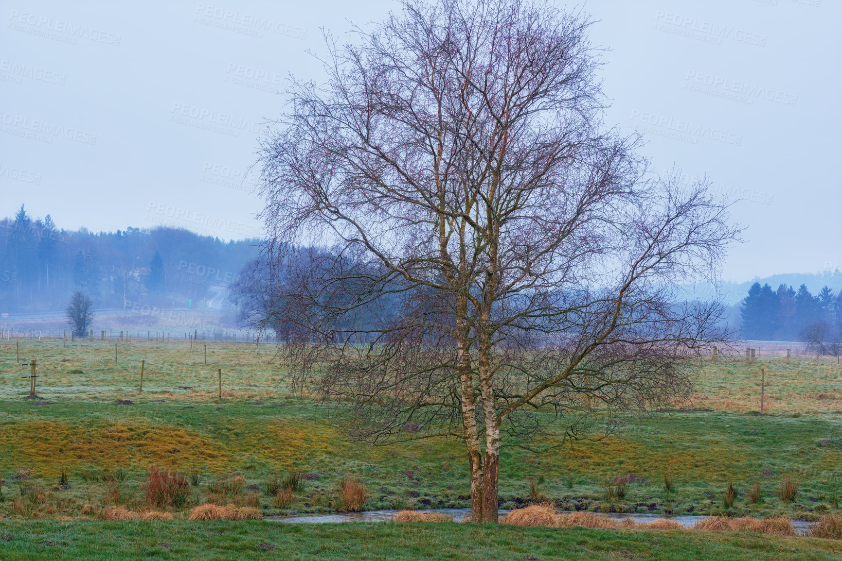 Buy stock photo A pond surrounded by a forest with a dry bare tree in winter in the countryside. A landscape view of an old pond with dry wood sticking out of the water. A forest tree on the bay of a pond or lake