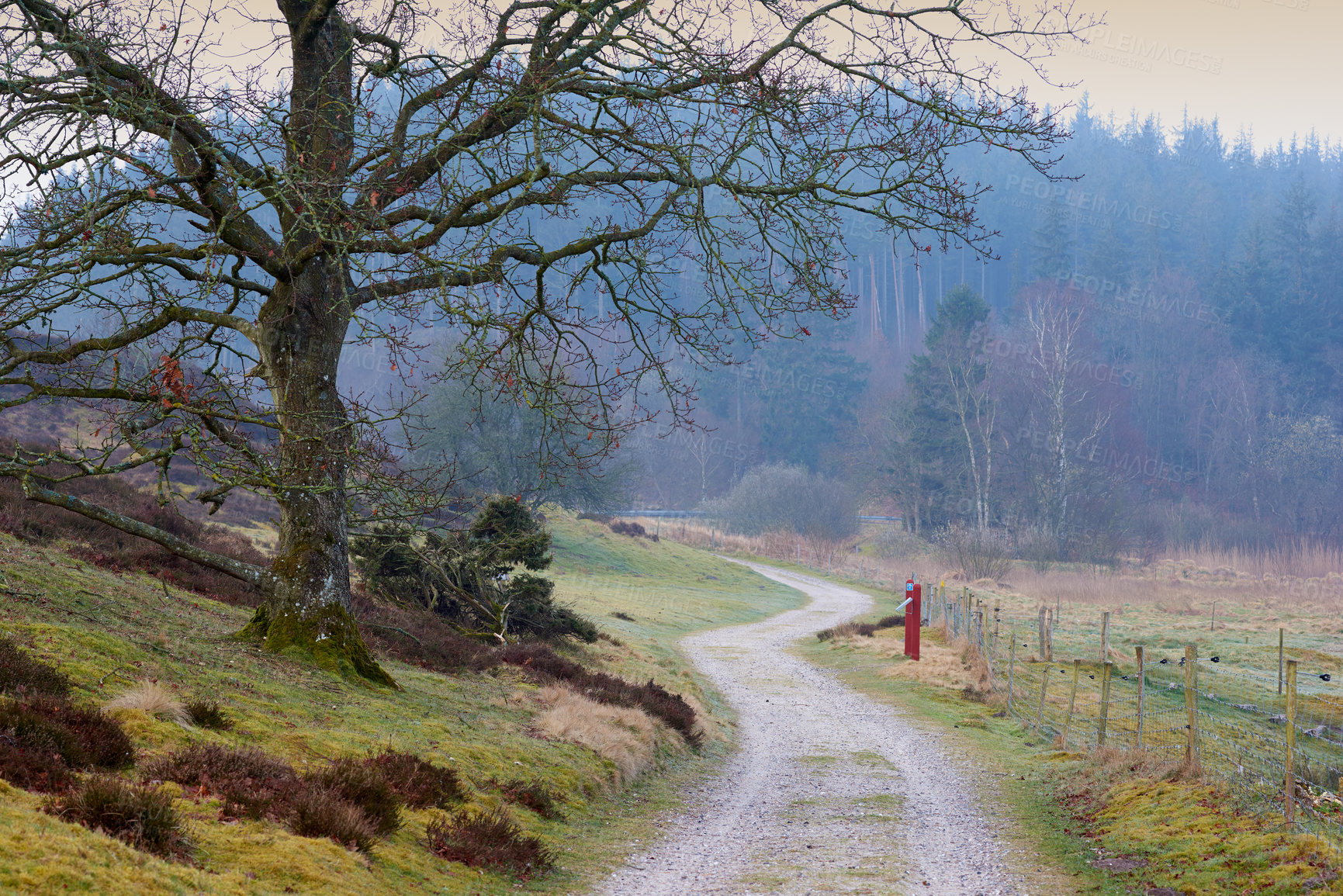 Buy stock photo Landscape view of a countryside road leading into a misty dense forest and woods in the morning in Norway. Long winding dirt path in a remote country of Sweden. Travel and mystery adventure in nature