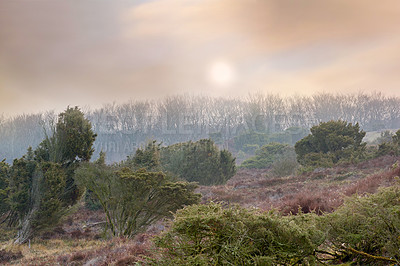 Buy stock photo  Gloomy landscape with green trees and dry trees in the background. A soft dull blue and golden sky in the background on a quiet sunset or sunrise. Atmospheric forest landscape with small trees. 