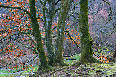 Buy stock photo Trees with moss in a beautiful and magical forest. Trunk with roots protruding from the ground in woodland in Europe. Beautiful nature of the forest in autumn with bare branches and brown leaves