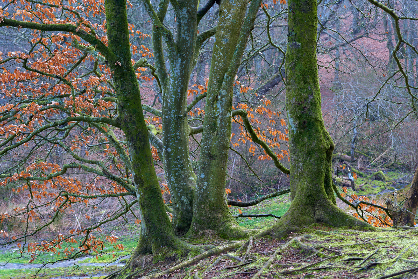 Buy stock photo Trees with moss in a beautiful and magical forest. Trunk with roots protruding from the ground in woodland in Europe. Beautiful nature of the forest in autumn with bare branches and brown leaves