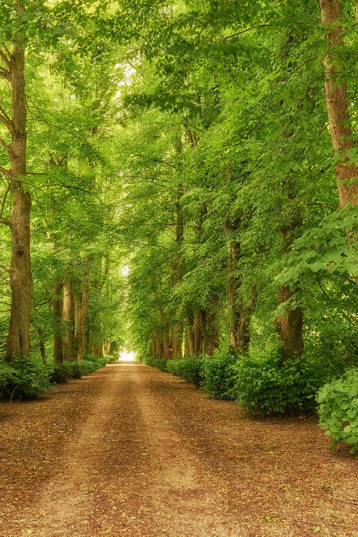 Buy stock photo Scenic view of the forest of fresh green deciduous trees on a sunny day with a pathway in the foliage. The sight of a lush, beautiful dusty road in the jungle covered by woods on both sides. 