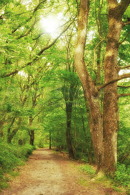 Buy stock photo Perspective view of the forest tree path surrounded by green conifers. Woodland walking trail covered with the forest.  One old tree with mossy bark and stump in an uninhabited nature scene. 