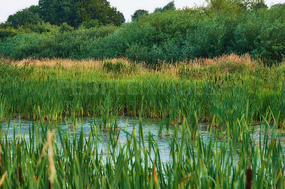 Buy stock photo Landscape of overgrown lake with reeds near a lush forest of greenery. Calm lagoon or swamp with wild grass and cattails in Denmark. Peaceful and secluded marsh land. Scenic wild nature background