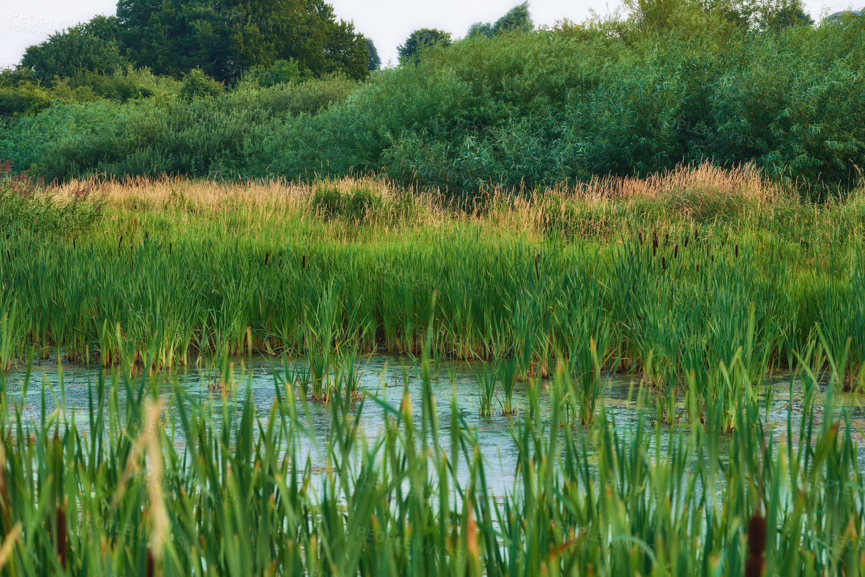 Buy stock photo Landscape of overgrown lake with reeds near a lush forest of greenery. Calm lagoon or swamp with wild grass and cattails in Denmark. Peaceful and secluded marsh land. Scenic wild nature background