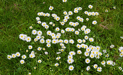 Buy stock photo Top view of many daisy flowers growing in backyard garden in summer. Flowering plants blooming in its natural environment in spring from above. Daisies flowers blossoming in nature. Flora in a meadow