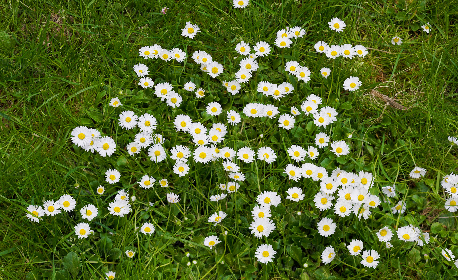 Buy stock photo Top view of many daisy flowers growing in backyard garden in summer. Flowering plants blooming in its natural environment in spring from above. Daisies flowers blossoming in nature. Flora in a meadow